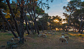 Croatia, Istria, Kamenjak National Park, Sheeps in the forest at sunrise