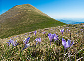 Italy, Umbria, Apennines, Mountain Acuto, Blooming of Crocus in the fields