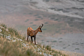 Male Chamois at grazing, Gran Sasso, Campo Imperatore, L'Aquila province, Abruzzo, Italy