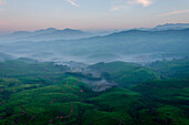 Munnar, Kerala, India. A sunrise view of the tea plantation