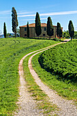 Country road leading to Podere Cipressini, in the outskirts of Pienza, Val d'Orcia, Tuscany, Italy