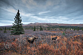 Moose, Denali National Park, Alaska, United States of America ( USA ), North America