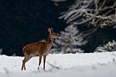 Fenestrelle, Chisone Valley, TUrin Province, Italy, Red deer female during a snowfall