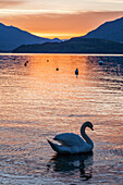 The Swan at sunrise on the Como lake of Domaso village. Lombardy, Italy, province of Como