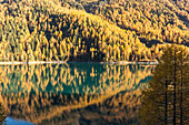 Larch trees reflected in Lago di Gioveretto (Zufrittsee), Val Martello, Venosta Valley, province of Bolzano, South Tyrol, Italy