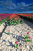 Storm clouds on the multicolored tulips in the fields of Oude-Tonge Goeree-Overflakkee South Holland The Netherlands Europe