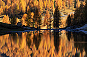 Autumn colored trees reflecting into Lago Federa, Cortina d'Ampezzo, Province of Belluno, Veneto, Italy