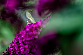 Butterfly, Bolzano province, South-Tyrol, Dolomites, Italy, Europe