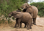 Young elephants and their mother (Loxondonta africana) eating acacia leaves in Tarangire National Park Tanzania, East Africa, Africa