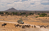 Wildebeest (Connochaetes taurinus) around a safari vehicle in Tarangire National Park, Manyara Region, Tanzania, East Africa, Africa