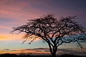 Pink clouds and blue sky at sunrise in Serengeti National Park, UNESCO World Heritage Site, Tanzania, East Africa, Africa