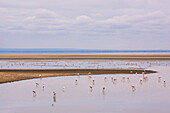 Flamingos on Lake Manyara in Lake Manyara National Park, Tanzania, East Africa, Africa