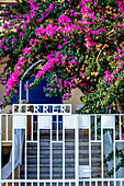 Rhododendron Blumen in Monterosso al Mare, Cinque Terre, Ligurien, Italien, Europa