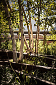 detail of birch trees growing on railways, High Line Park, Manhattan, NYC, New York City, United States of America, USA, North America