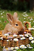 Rabbit (Leporidae) in wicker basket among flowers, Sweden