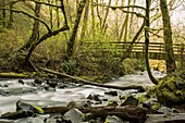 Moss-covered trees frame a wooden foot bridge over a river rapid in the Pacific Northwest.