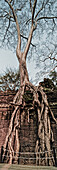 Giant fig tree  Ta Phrom temple at Angkor Wat , Cambodia, Asia