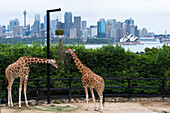 Tarronga Zoo's giraffes with Sydney city skyline behind, Sydney, New South Wales, Australia, Pacific