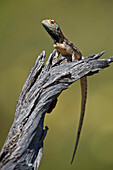 Ground agama (Agama aculeata aculeata), male, Kgalagadi Transfrontier Park, South Africa, Africa