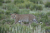 Leopard (Panthera pardus), male, Kgalagadi Transfrontier Park, South Africa, Africa