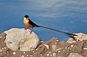 Shaft-tailed whydah (Vidua regia), male, Kgalagadi Transfrontier Park, South Africa, Africa