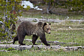Grizzly Bear (Ursus arctos horribilis), yearling cub, Yellowstone National Park, Wyoming, United States of America, North America