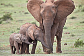 African Elephant (Loxodonta africana) mother and two young, Addo Elephant National Park, South Africa, Africa