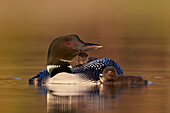 Common Loon (Gavia immer) adult with two chicks, Lac Le Jeune Provincial Park, British Columbia, Canada, North America