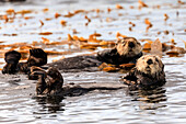 Sea otters (Enhyrda lutris), endangered species, calm waters of Sitka Sound, Sitka, Northern Panhandle, Southeast Alaska, United States of America, North America