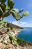 Prickly pears on rocks above the sea, Pomonte, Marciana, Elba Island, Livorno Province, Tuscany, Italy, Europe