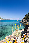 Wild flowers, Fetovaia Beach, Campo nell'Elba, Elba Island, Livorno Province, Tuscany, Italy, Europe