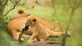 Lion cub biting mother's tail, Masai Mara, Kenya, East Africa, Africa