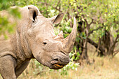 White rhinoceros, Masai Mara, Kenya, East Africa, Africa