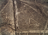 The Spider Geoglyph, aerial view, Nazca, UNESCO World Heritage Site, Ica Region, Peru, South America