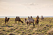 Camels grazing, Ulziit, Middle Gobi province, Mongolia, Central Asia, Asia