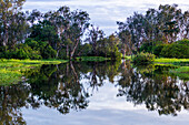 Yellow Water billabong and wetland, Kakadu National Park, UNESCO World Heritage Site, Northern Territory, Australia, Pacific