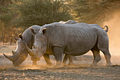 Two white rhinoceroses (Ceratotherium simum) walking in the dust at sunset, Botswana, Africa
