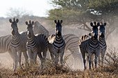 Burchell's zebra (Equus quagga burchellii) looking at the camera, Botswana, Africa