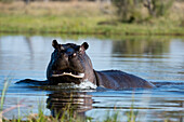 Hippopotamus (Hippopotamus amphibius), Khwai Conservation Area, Okavango Delta, Botswana, Africa