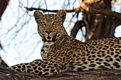 Leoprard (Panthera pardus), Savuti, Chobe National Park, Botswana, Africa