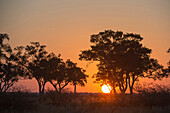 Sunset in the Savuti marsh, Botswana, Africa