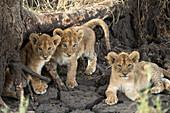 Lion cubs (Panthera leo), Serengeti National Park, Tanzania, East Africa, Africa