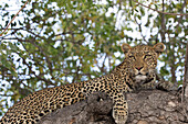 Leopard (Panthera pardus) on a branch of a tree, Kruger National Park, South Africa, Africa