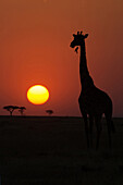 Silhouette of giraffe (Giraffa camelopardalis) at sunset, Serengeti National Park, Tanzania, East Africa, Africa