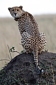 Cheetah female (Acinonyx jubatus) with radio collar, Masai Mara Game Reserve, Kenya, East Africa, Africa