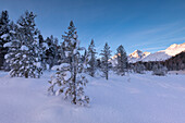 Snow covered trees, Lej da Staz, St. Moritz, Engadine, Canton of Graubunden (Grisons), Switzerland, Europe