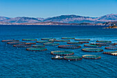 Fish farm in Kassiopi, Corfu, Ionian islands, Greek Islands, Greece, Europe