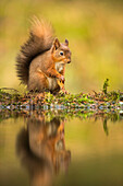 Red squirrel (Sciurus vulgaris) reflection, Yorkshire Dales, Yorkshire, England, United Kingdom, Europe