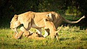 Young lion cubs playing with lioness, Masai Mara, Kenya, East Africa, Africa