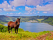 Horse with Lagoa das Sete Cidades in the background, Sao Miguel Island, Azores, Portugal, Atlantic, Europe